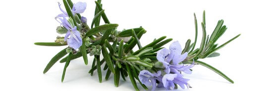 Le macérat de bourgeons de Romarin